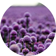 Purple Homecoming Dresses Canada
